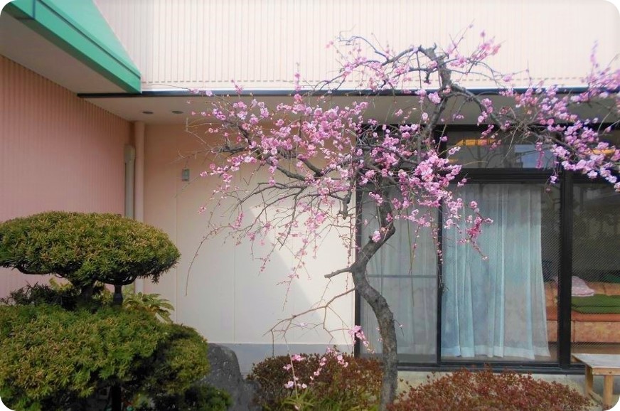 施設外構の庭園。桜の枝垂れ木と整形された低木が配置された季節景観。